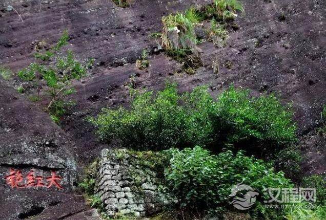 什么是大红袍的母树