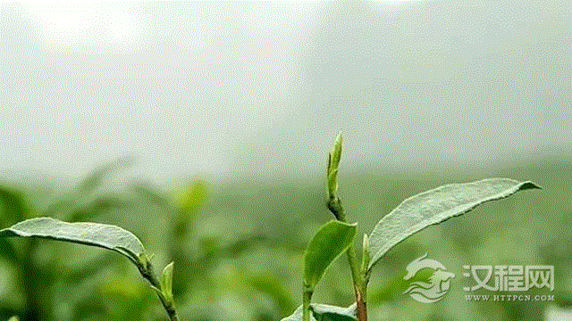 春夏秋冬的茶都有什么不同？