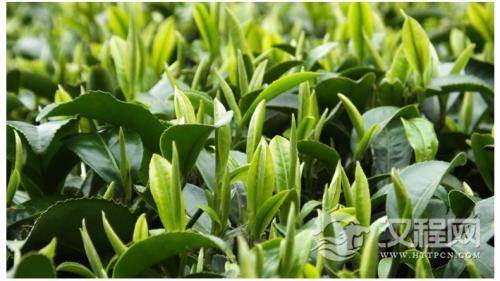 无锡毫茶采制标准