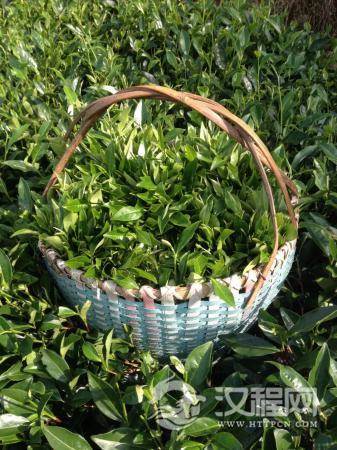 白茶的主要品种有哪些