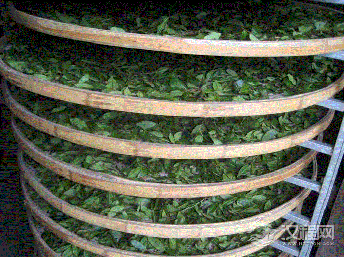 铁观音制作的程序