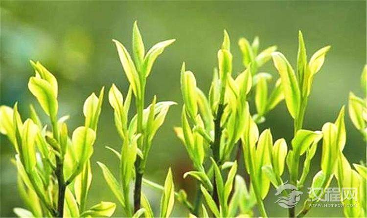 春茶有明前茶、雨前茶和社前茶