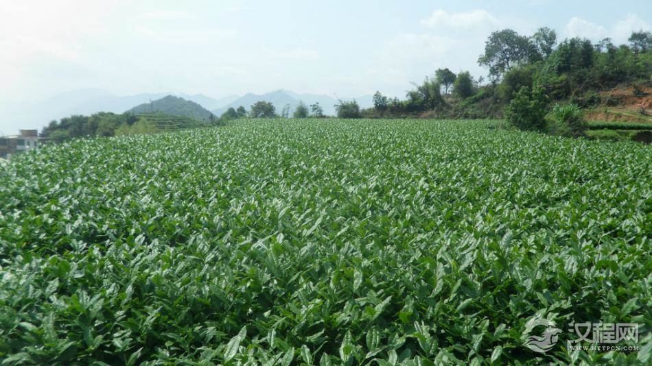 铁观音茶叶的产地在哪里啊