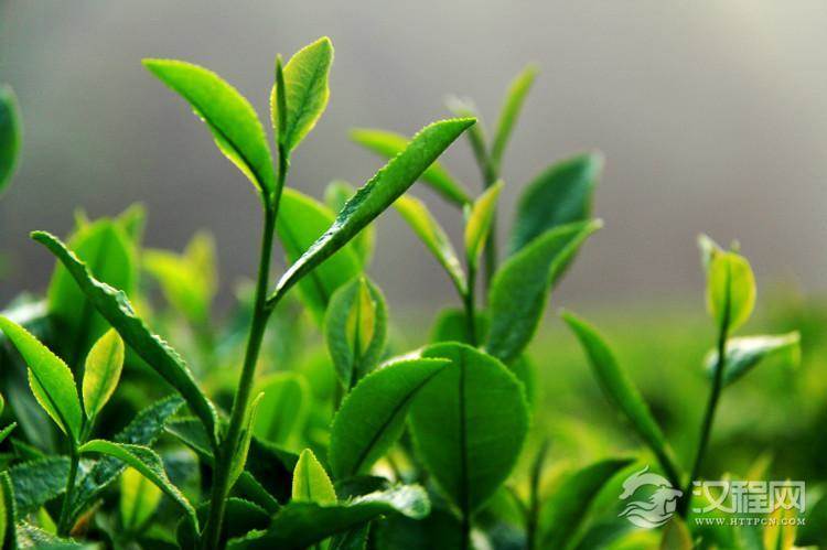 今将茶叶中的主要成分及其药理功能，择要简述如次：