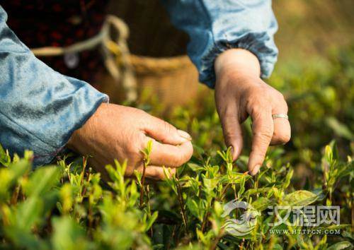 福鼎大白茶的无性系茶树良种