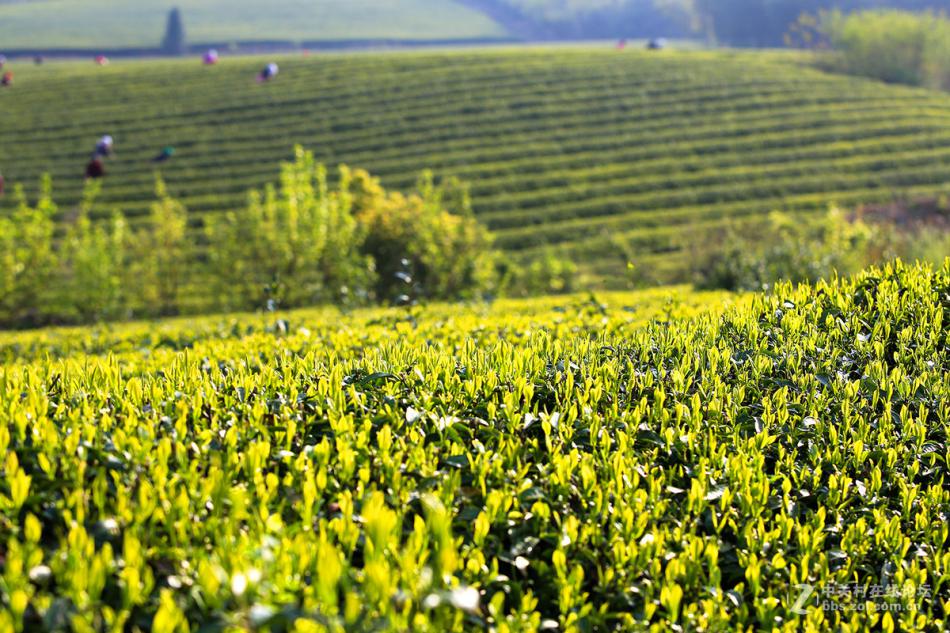 有机茶与常规茶区别介绍