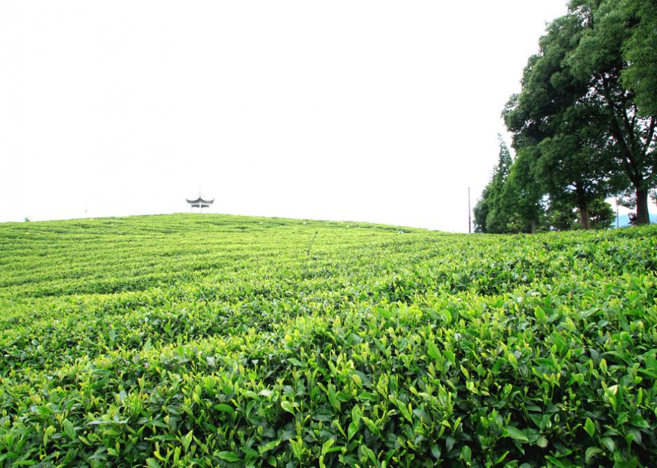 茶叶分布华南、江南、江北及西南四大茶区介绍