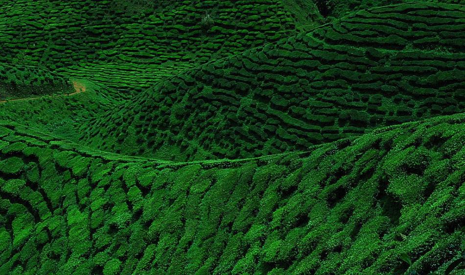 安徽省茶场历史及发展介绍