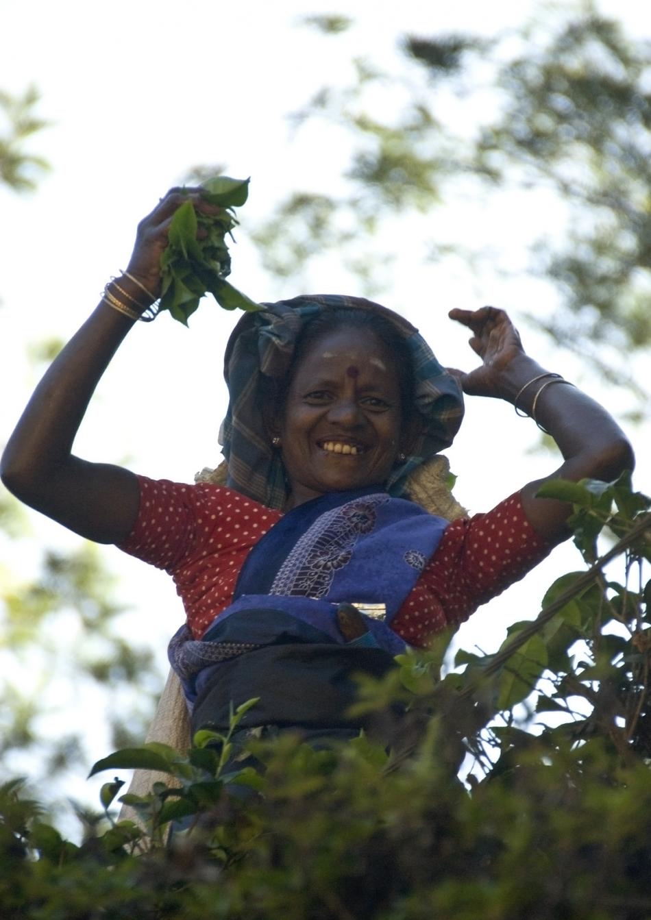 斯里兰卡红茶制作工艺几个基本阶段