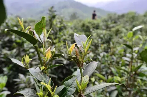六堡茶发展的四个阶段