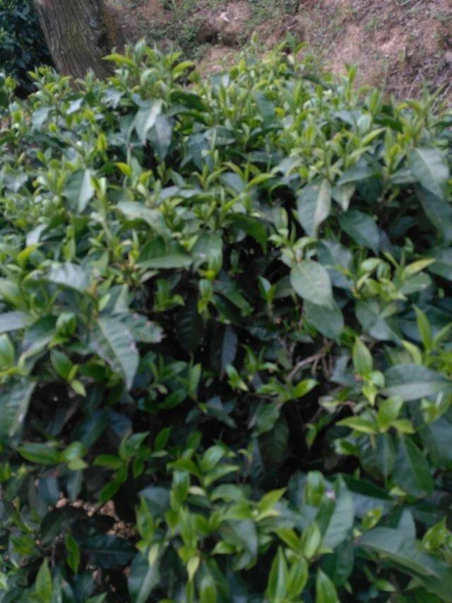 茶树的茎由韧皮部、木质部和髓三部分组成