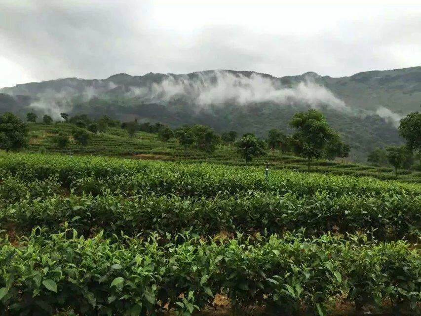 潮州凤凰单丛茶十大香型介绍