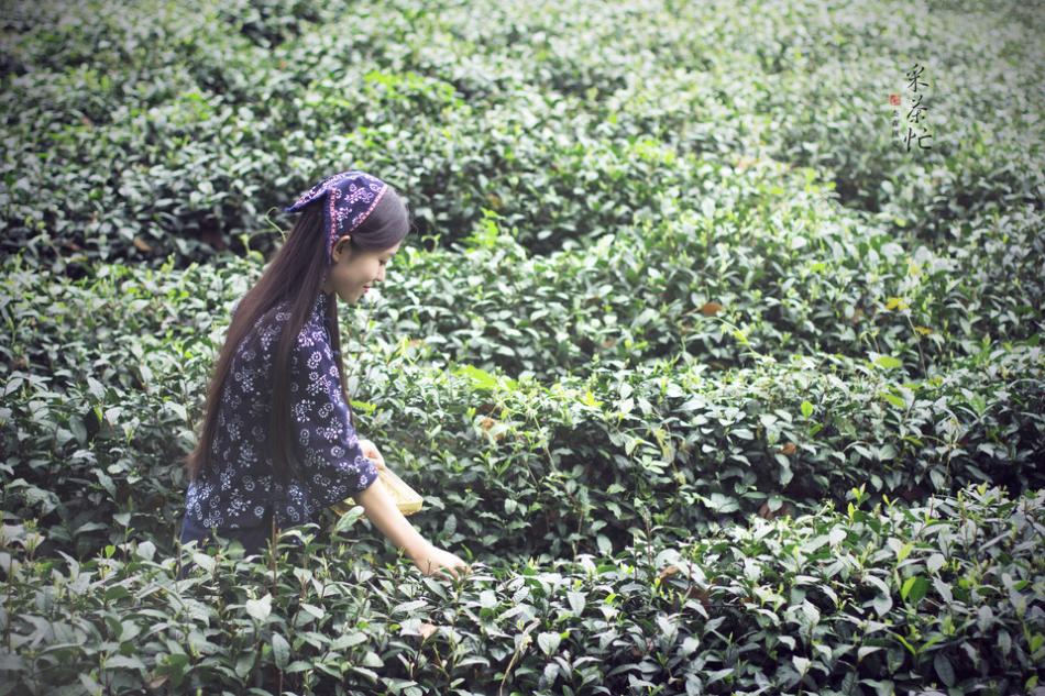 江苏省茶场茶园介绍