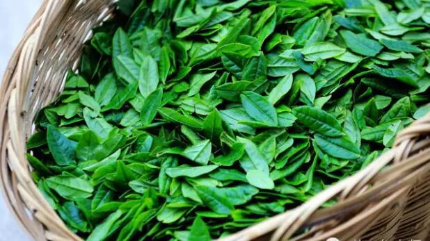 黄山毛峰茶叶百科知识