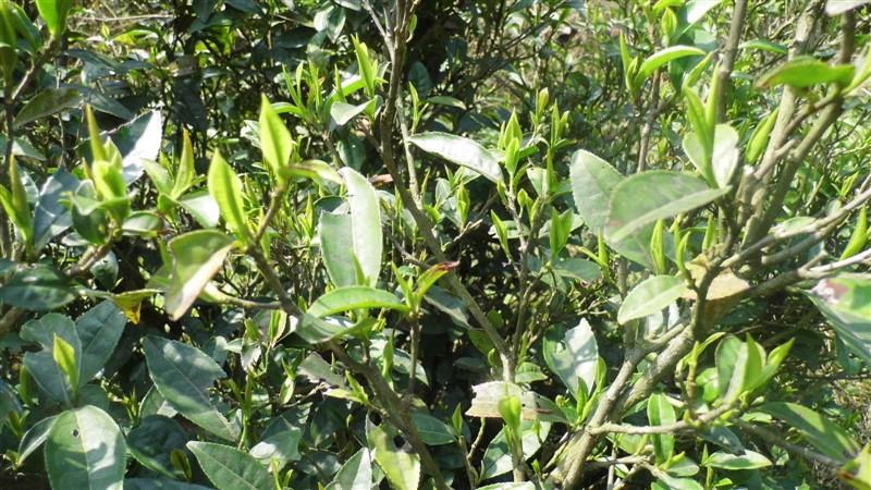 云南大叶茶类介绍