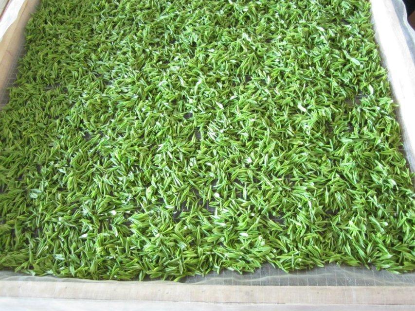 茶叶芳香物质中的酸类化合物介绍