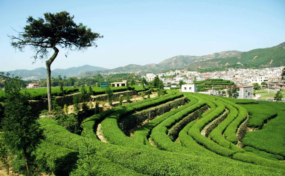 福建名优茶叶及种类介绍