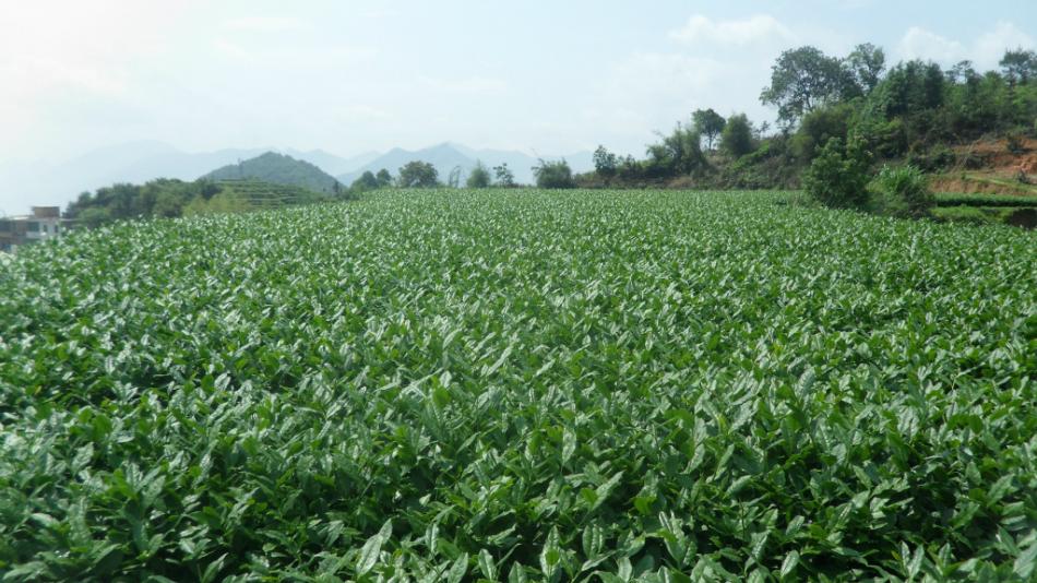 安溪铁观音毛茶的价格是怎么定的呢？