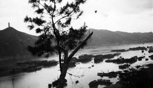 六堡茶因祛湿调肠胃效果显