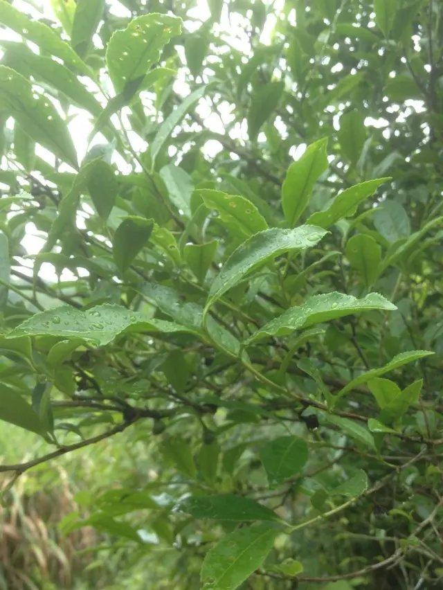 清代茶叶不同的分类介绍