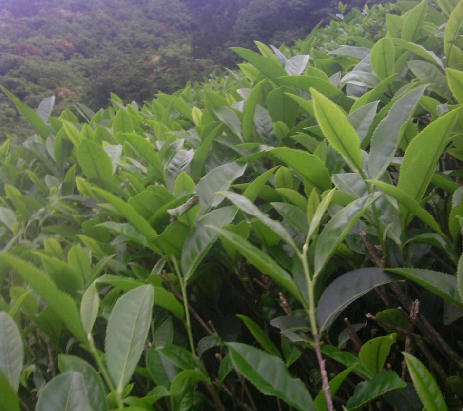 为什么武夷岩茶要等到谷雨才摘采？