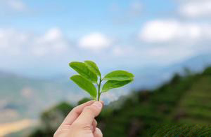 茶知识:各类茶需要的什么温度？