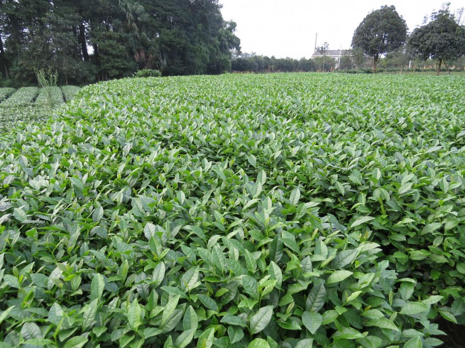 信阳毛尖属什么茶类？