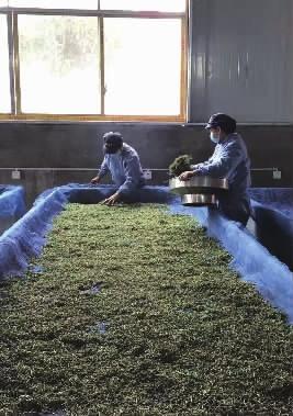 茶在制造上依此分成三大类