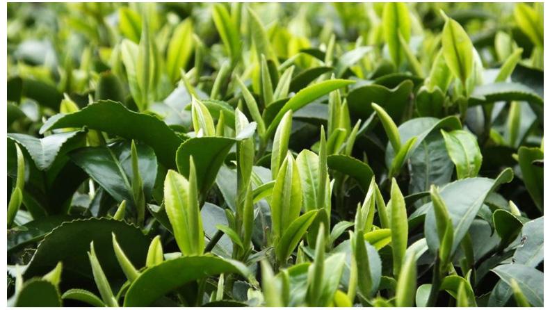 无锡毫茶采制标准介绍