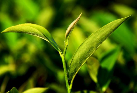  有机铁观音茶叶的特定标准