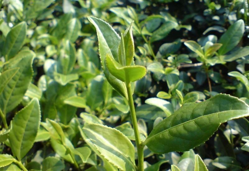 茶叶中的含量氨基酸类物质介绍