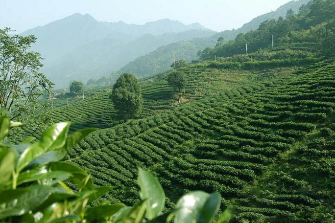 正山小种的美丽传说