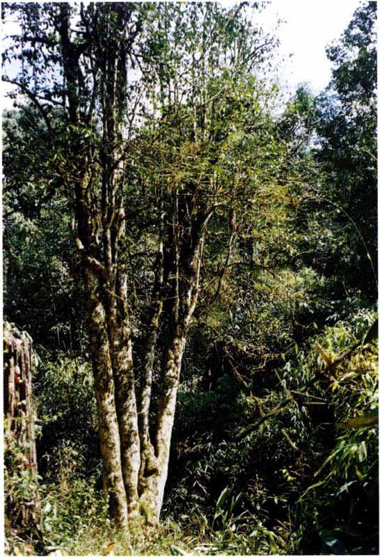 云南改良品种灌木茶树