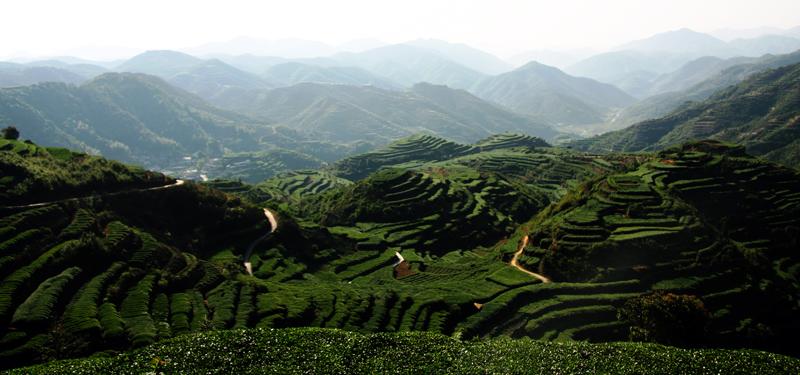 我国茶叶产区及特色茶树分布