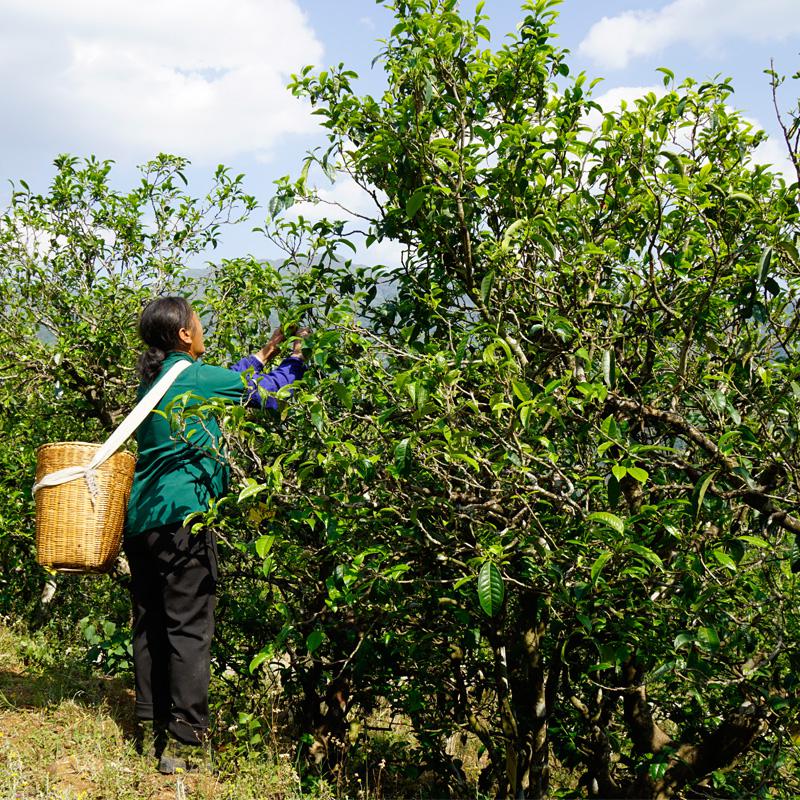 西南茶区茶叶种植气候土壤气温介绍