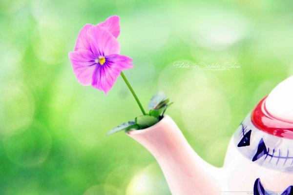 失眠多梦喝什么茶？