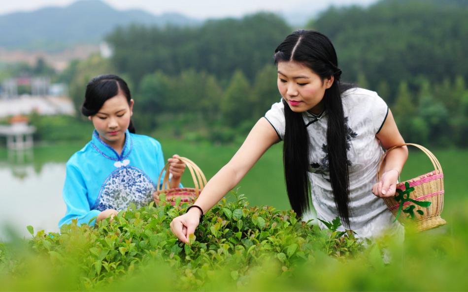 绿茶的各采摘方法介绍