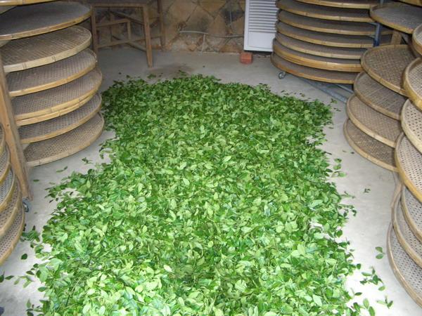 铁观音茶叶的产地历史文化？