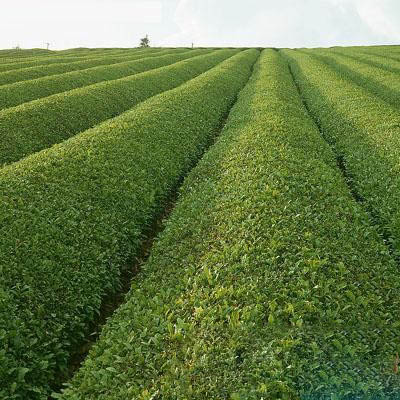 传说中的神农与茶