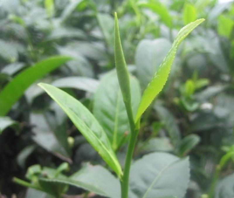 绿茶主要成份茶多酚有那些？