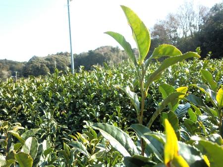 中国是茶树的原产地在当今世界已再无争议