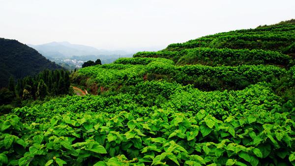 桑叶茶的制作具体方法有那些？