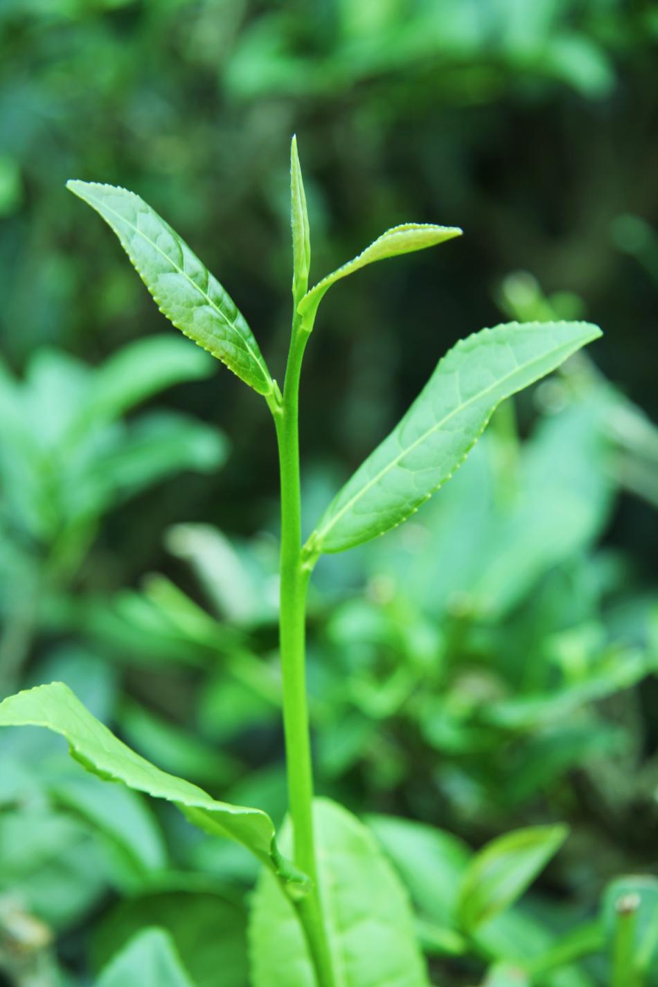 中国7大类名茶绿茶、红茶、乌龙茶、白茶、黄茶、黑茶、再加工茶