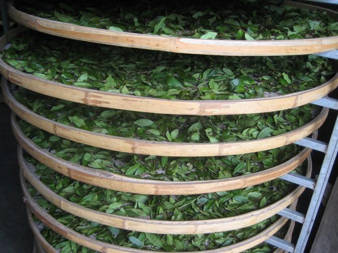 铁观音茶叶制作的程序？