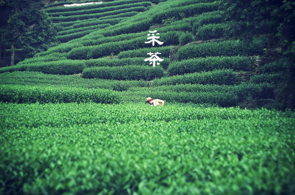 绿茶制作加工工艺流程采摘 杀青 揉捻 干燥