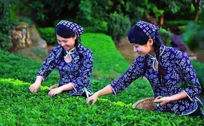 铁观音茶叶的主要产地有那些？