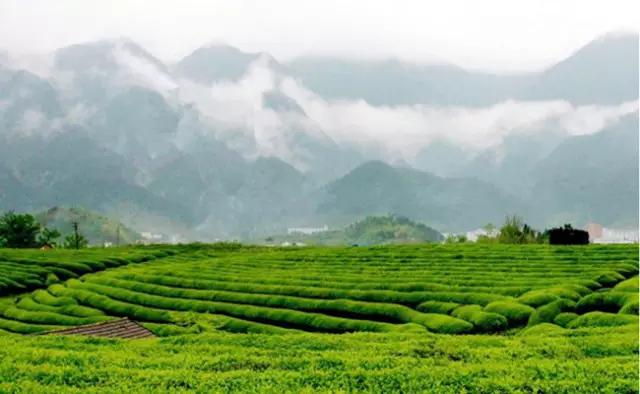 茶叶依制造发酵程度分类