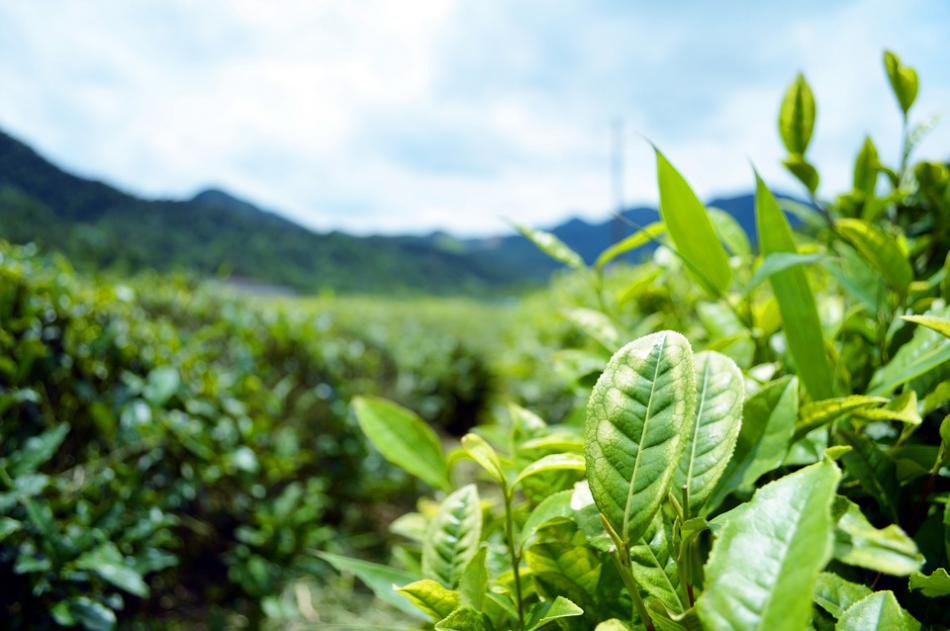 大叶种茶与小叶种茶百科知识