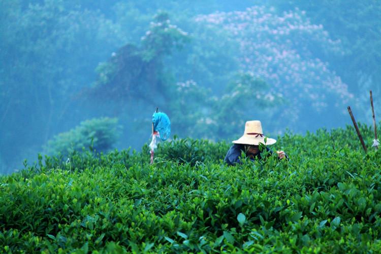 龙井茶采摘什么时候采？