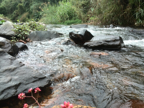 六堡茶茶树的起源